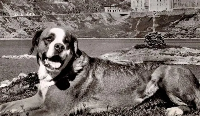 Perro Barry YouTube viral: Barry, el San Bernardo que se volvió leyenda tras salvar ...