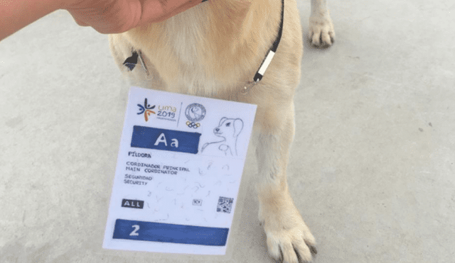 Juegos Panamericanos 2019: Chato, el perro que tiene su credencial y tiene libre acceso en la sede de Punta Rocas.