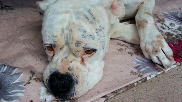 Veterinario afirma que las mascotas no pueden ser contagiadas con COVID-19 [VIDEO]