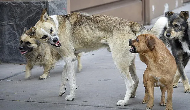 Cantidad de casos de rabia canina generan preocupación en Arequipa 