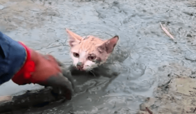Facebook viral: Gato bebé queda atrapado en el barro y hombre acude a su rescate [VIDEO]