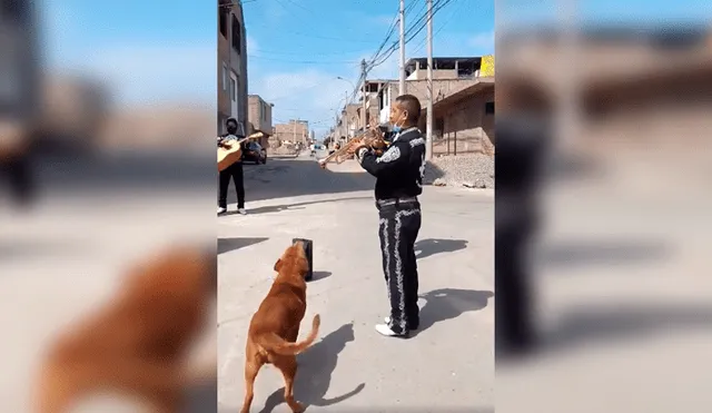 Desliza las imágenes hacia la izquierda para conocer la actuación de un perro al unirse a un grupo de mariachis.