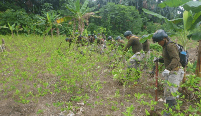 Erradican más de 8600 hectáreas de plantas de coca ilegal en el 2018