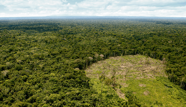 La Amazonía perdió el 20% de su territorio en 50 años