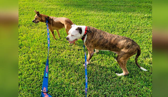 Desliza las imágenes para conocer la emotiva historia de unos perros que fueron llevados a un albergue por su dueño. Foto: DogHouse Rescue Academy/ Facebook