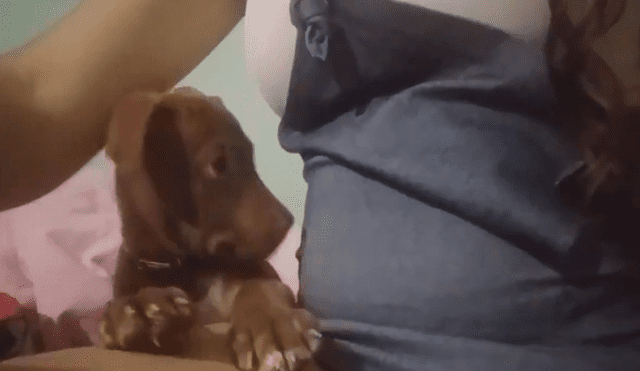 En Facebook, un perro bebé quedó sorprendido al sentir los movimientos de a barriga de su dueña.