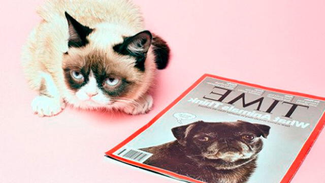 Grumpy Cat: Datos curiosos sobre el gato del meme que se viralizó en internet