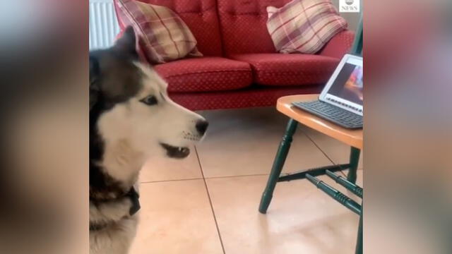 Desliza las imágenes para ver el dramático reencuentro que tuvieron estos dos perros por videollamada. Foto: ABC Noticias