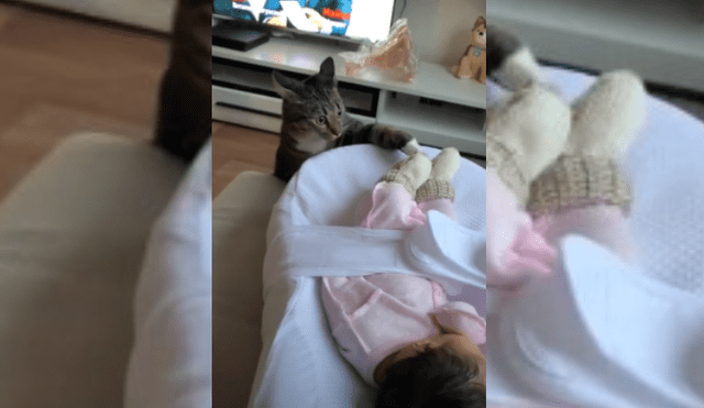 Video es viral en TikTok. Dueña del gato se percató del peculiar comportamiento del felino y no dudó en grabar la escena para compartirla en redes.