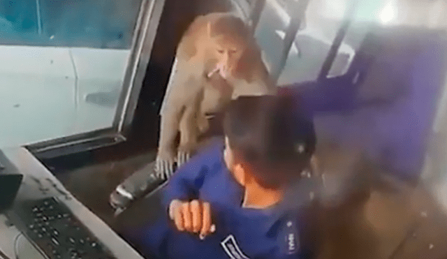 YouTube viral: atrevido mono 'roba' dinero de caja registradora y causa pánico en trabajador [VIDEO]