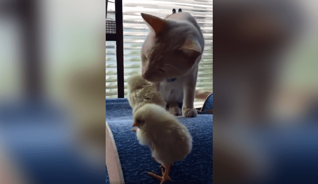 Desliza las imágenes hacia la izquierda para apreciar la inesperada escena entre un gato junto a unos pequeños pollos.