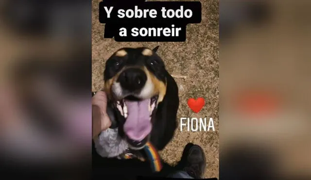 Desliza las imágenes para conocer la conmovedora historia de Fiona, una perrita con un final feliz. Foto: captura de TikTok