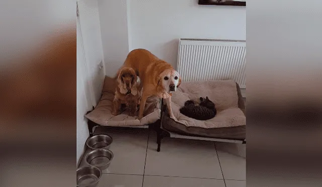Desliza las imágenes para conocer la actitud de un enorme perro para recuperar su cama que fue robada por un gato.