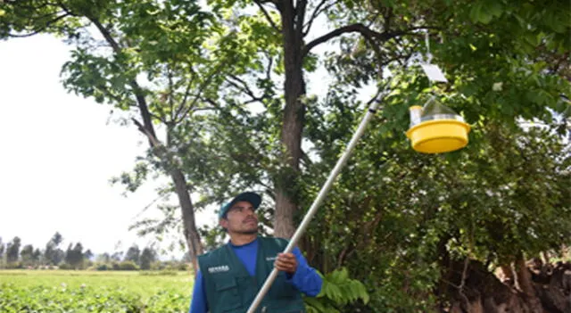 Cusco. Funcionarios de Senasa emprenden diversas acciones para prevenir de mosca de la fruta.