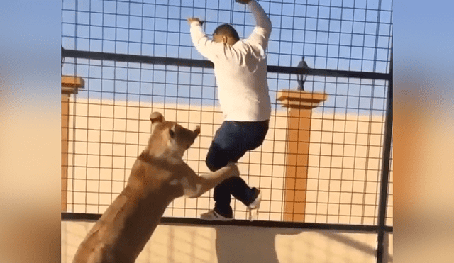 YouTube viral: le hacen creer que era una tierna leona, ingresa a jaula para tomarse foto y sucede lo peor.