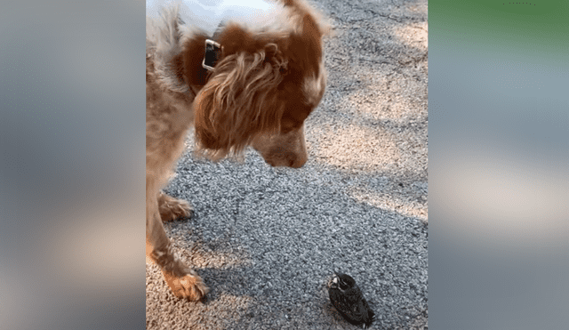 El perro vio por primera vez a un ave y tuvo una insólita reacción. Foto: YouTube