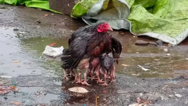 Facebook viral: mamá gallina protege a sus crías de intensa lluvia, video enternece a miles 