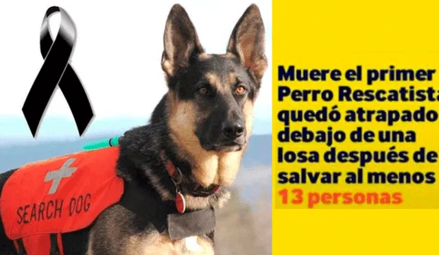 Facebook: La verdad del perro rescatista ‘Ariel’ que murió salvando vidas en México