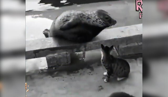 Facebook: miles ríen con video de gato que 'mata' una molesta foca [VIDEO]