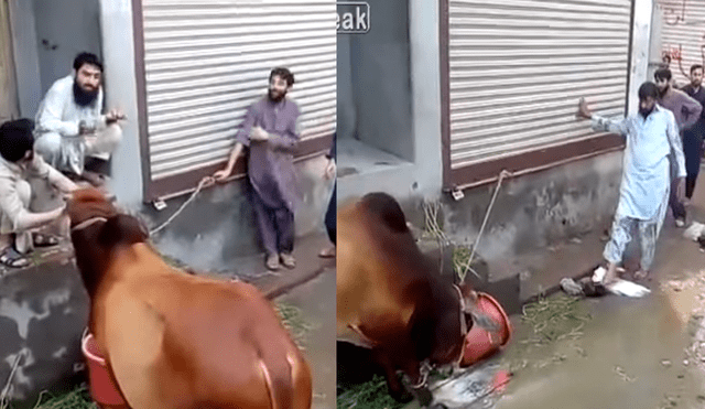 YouTube: Una vaca y su furiosa reacción antes de ser sacrificada [VIDEO]