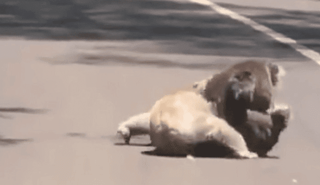 En YouTube, dos koalas protagonizan intensa pelea en medio de carretera [VIDEO]