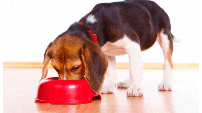 Relacionan a 16 marcas de  alimentos para perros con enfermedad cardíaca. Foto: Difusión.