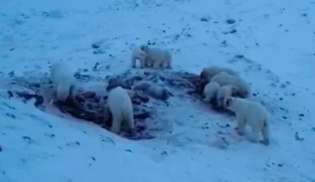 Los aldeanos rusos alimentaron a los osos polares con cadáveres de morsas. Captura de video: RT.