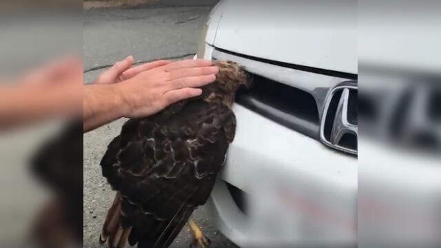 YouTube: Águila queda atrapada frente a un auto y su rescate emociona a miles [VIDEO]