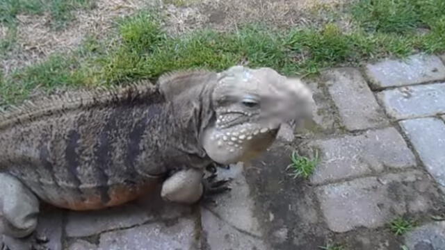 Facebook Viral: No dejarás de reír con este reptil que actúa como perro [VIDEO]