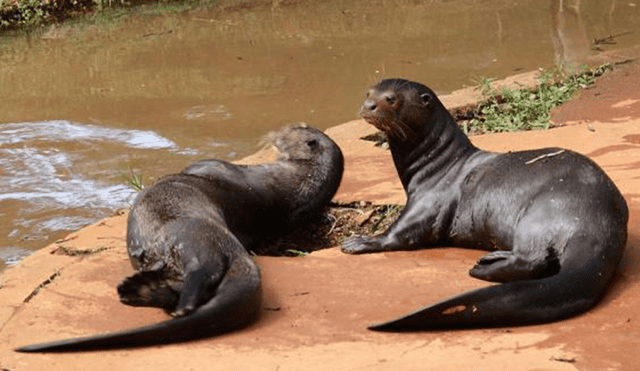 20 Animales en peligro de extinción y extintos en Perú 2019 [FOTOS]