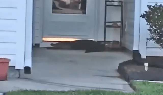 Facebook: llega a su casa y encuentra a 'terrible criatura' llamando a su puerta [VIDEO]