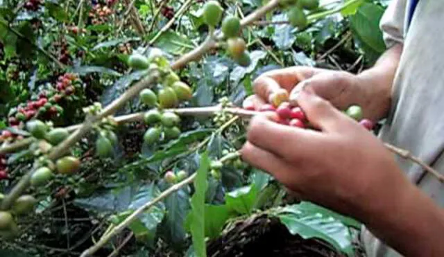 Caficultores abandonan el oficio y buscan dedicarse al cultivo de coca