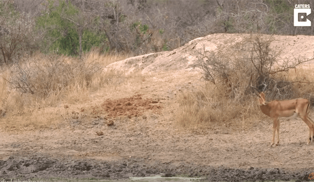 Un elefante se ha convertido en el protagonista de un nuevo video viral en YouTube al espantar  a un leopardo en plena cacería a un indefenso ciervo.