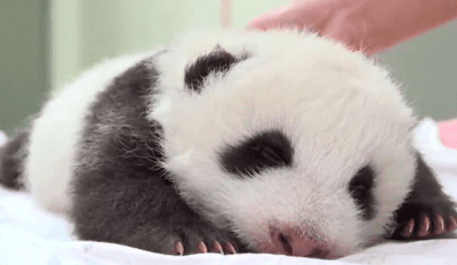 Desliza para ver la imágenes de la pequeña panda bautizada como Rou Rou. Foto: RT/Twitter