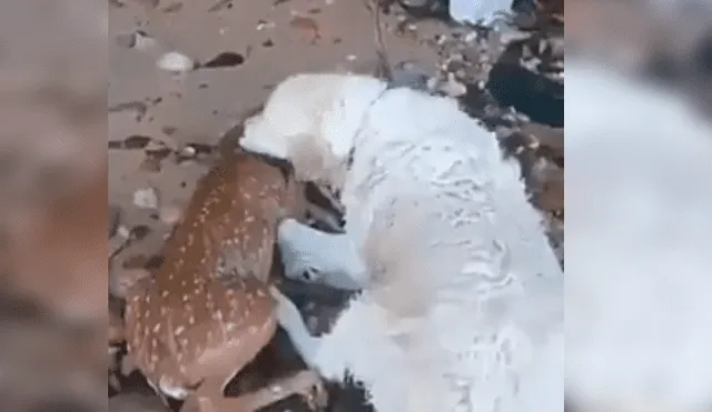 Video es viral en Facebook. El can se ha ganado la admiración de todos con su increíble comportamiento tras sacar del agua a un ciervo moribundo