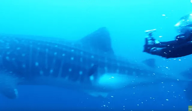 YouTube viral: Buzo descubre misteriosa criatura al bajar a las profundidades del mar [VIDEO]