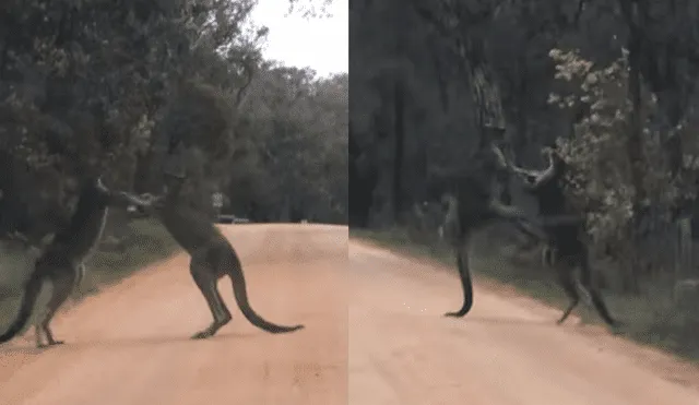 YouTube viral: canguros boxeadores tienen brutal pelea en medio de una carretera [VIDEO]