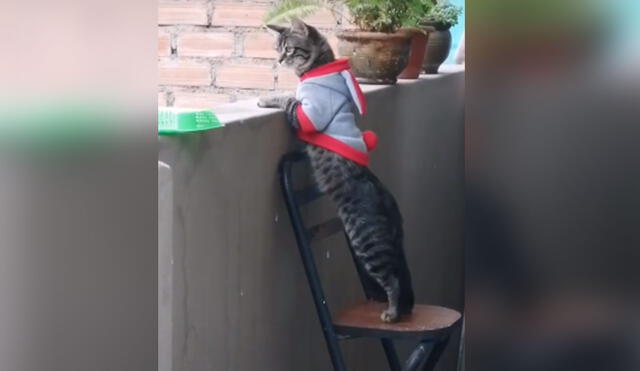Desliza para ver más imágenes de Teodoro, el travieso gato que permanece atento a lo que ocurre en su vecindario. Foto: captura de TikTok
