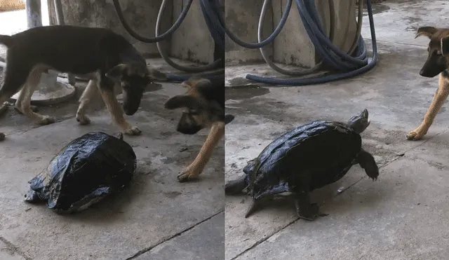 YouTube viral: perros le buscan pelea a tortuga, sin imaginar que se defendería así [VIDEO]