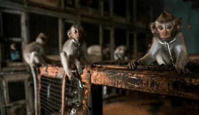 Venta de monos en Indonesia