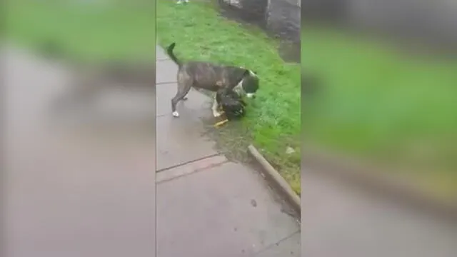 Vía Facebook: pelea de gallos provoca esta reacción en un perro pitbull [VIDEO]