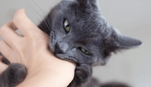 Video es viral en YouTube. Si tienes un gato como mascota, seguro has notado que suele estar muy cariñoso y cambia de actitud de forma intempestiva . ¿Por qué? Foto: Captura.