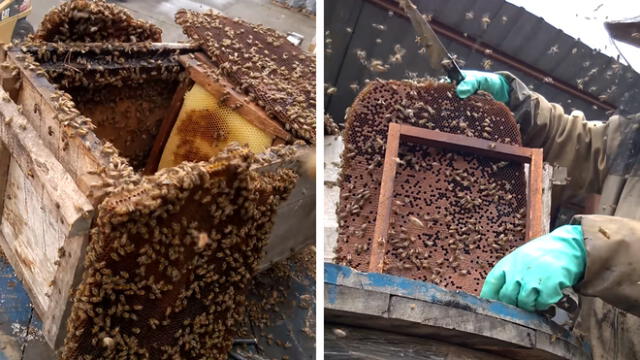 Facebook viral: hombres atrapan una abeja reina y los más increíble sucede 