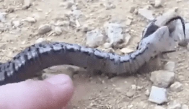 Video es viral en YouTube. Una serpiente estaba tan asustada que decidió fingir su muerte; sin embargo, un error en su ‘actuación’ reveló su mentira. Foto: Captura.
