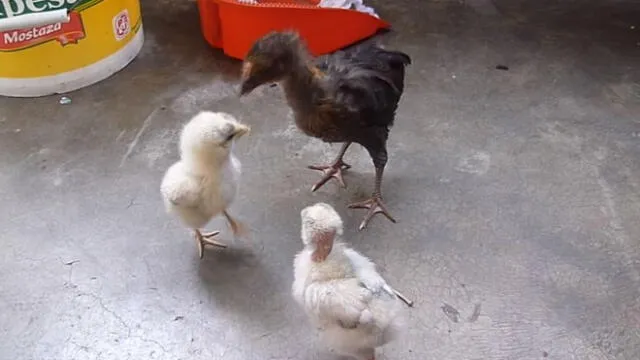 YouTube: Pollitos le dan su merecido a una gallina por insólito motivo
