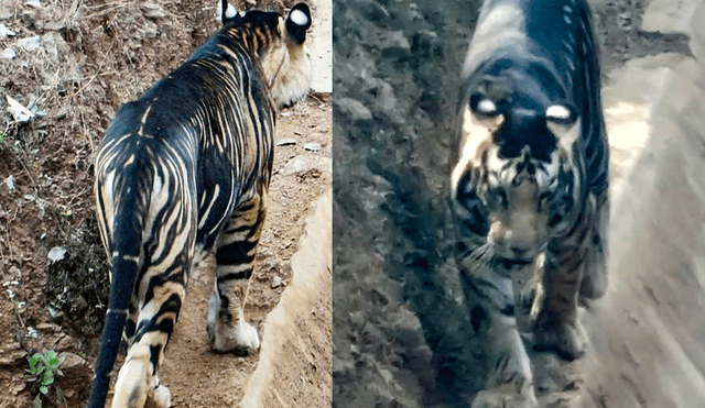 En los últimos 100 años la población de tigres disminuyó en un 97%. Foto: Soumen Bajpayee