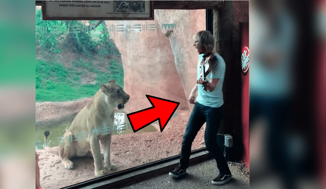 Vía YouTube. Músico visitó recinto de leones en zoológico para darles una “serenata”, sin imaginar la curiosa conducta que tendría una de las feroces leonas