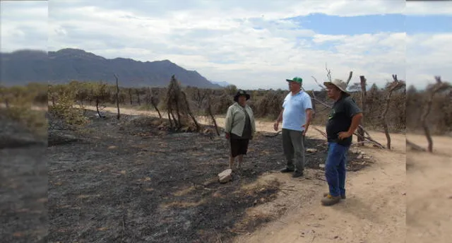 Lambayeque: incendio en bosque seco de Motupe y Jayanca deja graves daños 
