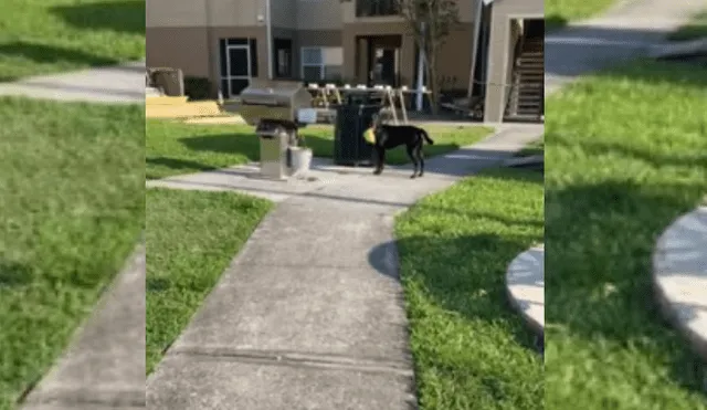 Video es vital en YouTube. La dueña del can quedó sorprendida con la peculiar conducta de su mascota y no dudó en grabarlo para compartir las imágenes en redes.
