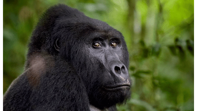 El animal era popular con los turistas que visitaban el Parque Nacional del Impenetrable Bosque de Bwindi. Foto: AP.